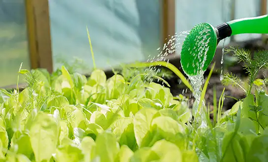 Vegetable Crops Under Stress: Why Biostimulants Matter